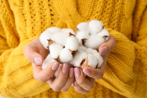 Vista 3 de Semillas de algodón, 30 semillas de algodón americano para plantar, gossypium hirsutum, orgánicas y sin OMG, semillas de algodón blanco puro