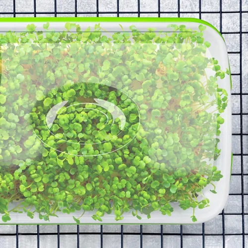 Vista 5 de Bandeja de germinación de semillas con orificios de drenaje, bandeja de germinación de semillas sin BPA, bandeja de vivero, gran capacidad sin
