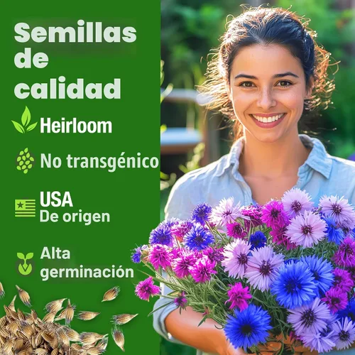 Vista 2 de HOME GROWN Bachelor Button Tall Mix 700+ Semillas de flores Centaurea
