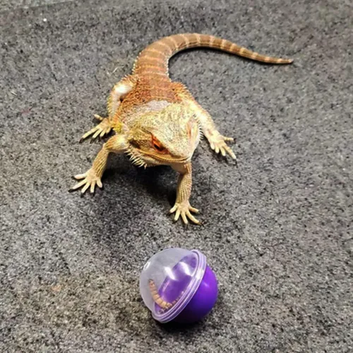 Vista 7 de 6 juguetes de alimentación de dragón barbudo, bolas interactivas de comida para lagartos, geckos y mascotas pequeñas