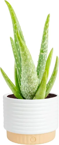 Vista 10 de Costa Farms Planta de aloe vera, suculenta viva, planta de interior de fácil cuidado en maceta de cultivo, purificador de aire de habitación, mesa