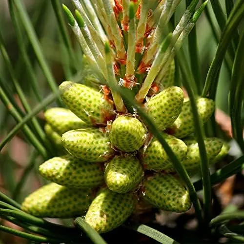 Vista 2 de MySeeds.Co, semillas de árbol Pinus taeda (pino loblolly, pino incienso) por MySeeds.Co, elige la cantidad (1/4 oz (250 semillas))