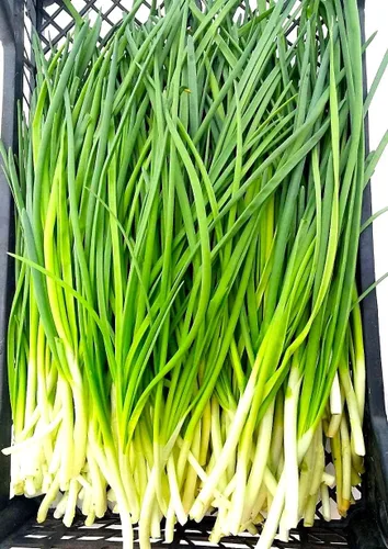 Vista 6 de Semillas de cebolla verde en racimo de cebolletas alrededor de 300 semillas sin OMG para plantar