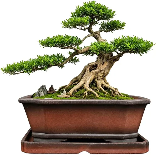 Vista 7 de MUZHI Maceta decorativa de cerámica para bonsái de 8.5 pulgadas con bandeja, maceta rectangular transpirable sin esmaltar de arcilla de terracota