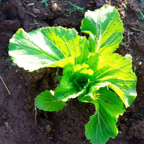 Vista 8 de Semillas de Mostaza (Florida Broadleaf) (1000 Semillas)