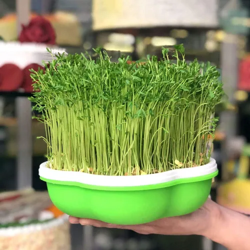Vista 8 de Bandeja para germinar semillas con tapa, forma libre de suciedad y capacidad portátil, sin BPA, verde (1 unidad)