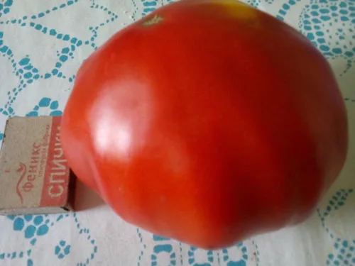 Vista 3 de Semillas Red Giant Beefsteak Tomate - Vegetales tradicionales - Sin OGM