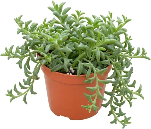 Vista 6 de Suculenta viva Sedum Adolphi 'Firestorm', 4 pulgadas, totalmente arraigada, fácil de cuidar