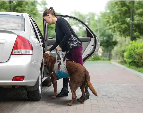Vista 2 de Kurgo Up & About - Elevador de perros – Ayuda para la movilidad de perros mayores – Cómodo pecho acolchado – Correas de soporte ajustables – Arnés
