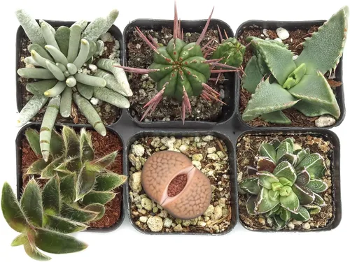 Vista 3 de Mountain Crest Gardens Paquete de suculentas raras y únicas, 6 plantas vivas, sin repeticiones, enraizadas en macetas de 2 pulgadas, suculentas