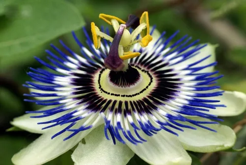Vista 8 de Semillas Flores Pasiflora Púrpura Perenne Exótico - 3 Semillas