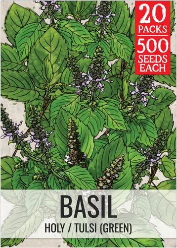 Vista 36 de Seed Needs Semillas de albahaca italiana para plantar hierbas tradicionales sin OMG, 1 paquete