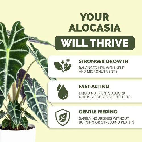 Vista 2 de Alocasia Fertilizer - Alimento líquido vegetal para hojas más grandes, 32
