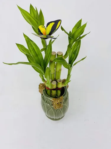 Vista 2 de Five Style Lucky Bamboo - Olla de cerámica de rana de 6 pulgadas -JMBamboo