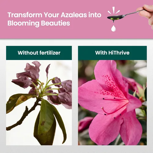 Vista 3 de Fertilizante de azalea de 16 onzas para exteriores, hace 16 galones de alimento vegetal de azalea, fertilizante líquido para plantas amantes