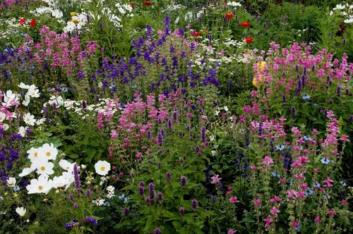 Vista 5 de Clary Sage Blue Monday 500 Seeds (Salvia horminum) Heirloom - Open Pollinated