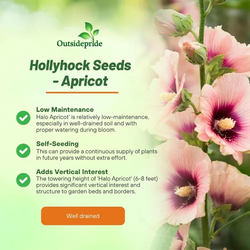 Vista 3 de Outsidepride Halo Hollyhock Seeds – 50 piezas de semillas de flores perennes de albaricoque, tolerantes a la sequía de larga duración con flores
