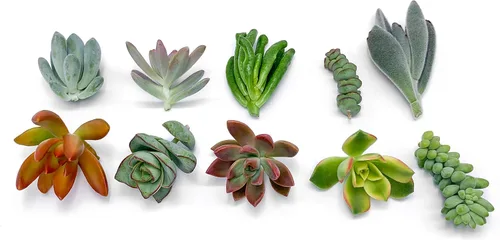 Vista 3 de 7 esquejes de suculentas vivas, sin raíces en las plantas, plantas suculentas vivas, ideal para terrarios, mini plantas iniciales de jardín por The