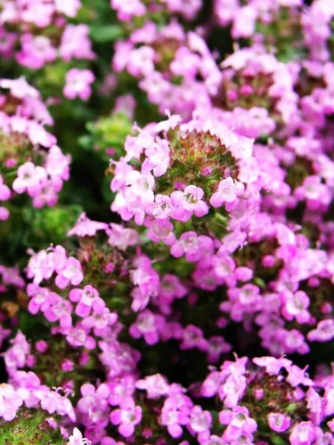 Vista 4 de Semillas de tomillo rastrero - Thymus Serpyllum - Cubierta de suelo perenne-1000 semillas