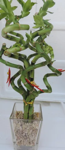 Vista 3 de Lucky Bamboo Decorated - Maceta de Navidad para interiores de 4 pulgadas con jarrón de gafas