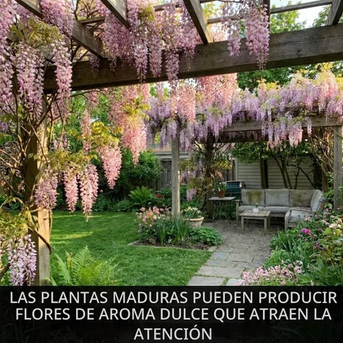 Vista 7 de 5 semillas de árbol bonsái de glicina rosa para plantar, Wisteria Floribunda, semillas de bonsái para plantar, semillas de árbol en flor, enredadera