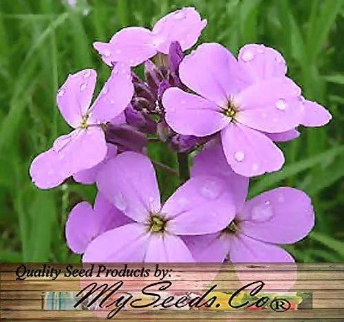 Vista 6 de Big Pack - Semillas de cohete de Dama (40,000 semillas) - Hesperis matronalis aka Queen's Gilliflower - Semillas de flores comestibles