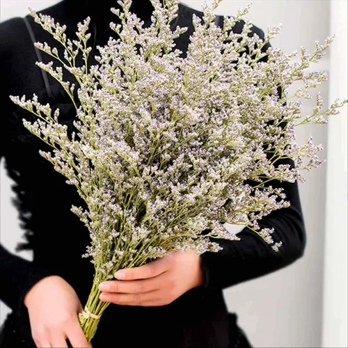 Vista 9 de Ramo de flores secas, paquete de flores de caspia naturales secas de 17 pulgadas para decoración de jarrón Real Lavender, Babys Breath, Floral