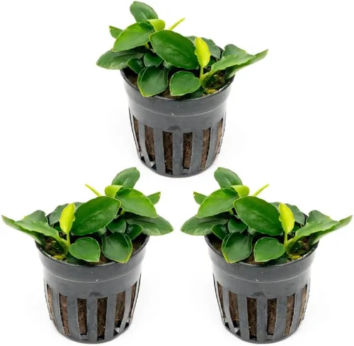 Vista 70 de SubstrateSource Plantas vivas – Anubias Hastifolia (Anubias hastifolia) – Luz baja a moderada, hojas en forma de flecha de color verde medio a