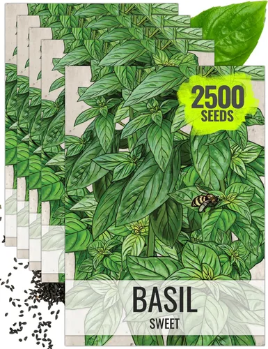 Vista 47 de Seed Needs Semillas de albahaca italiana para plantar hierbas tradicionales sin OMG, 1 paquete