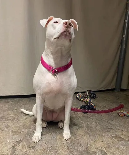 Vista 8 de Collar reflectante para perro, collar de perro con lazo para perros de 20 a 38 libras, collares de nailon con acolchado suave para entrenamiento