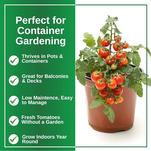 Vista 5 de TKE Farms & Gardens - Semillas de tomate Tiny Tim para plantar, más de 60 semillas tradicionales sin OMG, tomates cherry compactos para espacios