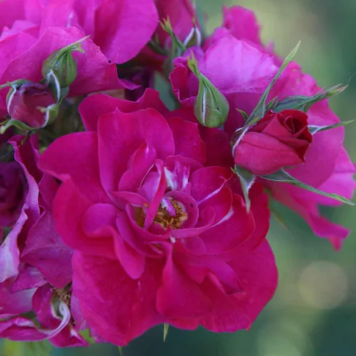 Vista 4 de Heirloom Roses Planta de rosas - John Cabot Rose Bush, planta viva resistente para plantar al aire libre