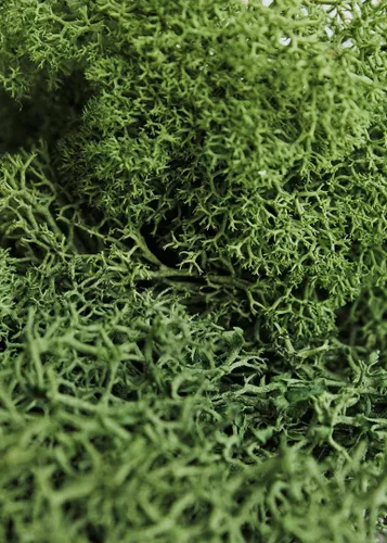 Vista 4 de Musgo preservado SuperMoss, Verde bosque