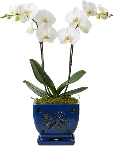 Vista 10 de Macetas de orquídeas con agujeros cuadrados de cerámica para orquídeas de Púrpura