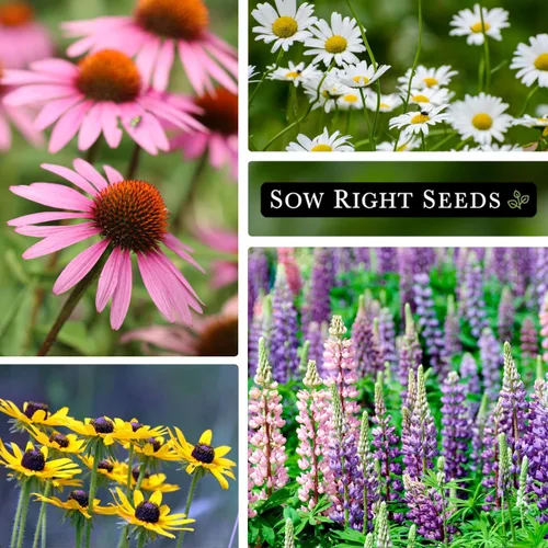 Vista 5 de Sow Right Seeds - Colección de semillas de jardín de 5 flores perennes para plantar - Russell Lupine, Susan de ojos negros, margarita Shasta