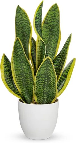 Vista 9 de Hollyone Planta de serpiente falsa de 12 pulgadas, pequeña planta de serpiente artificial en maceta con maceta de cerámica, planta Sansevieria