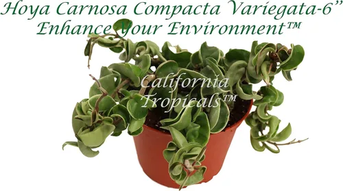 Vista 13 de Hoya Crimson Princess - 6'' de California Tropicals