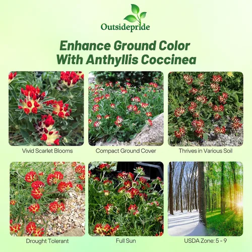 Vista 2 de Outsidepride 100 semillas perennes de flores rojas Anthyllis semillas de cobertura del suelo para plantar