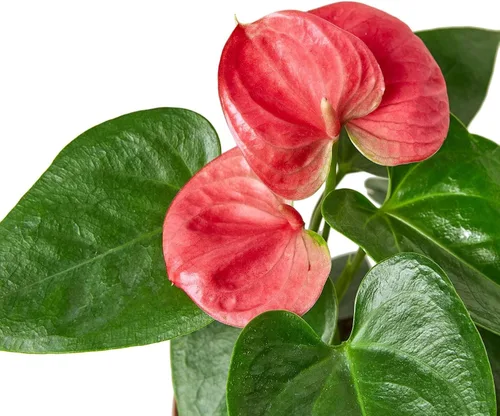 Vista 4 de Planta viva rosa Anthurium para interior Plantas de interior en maceta