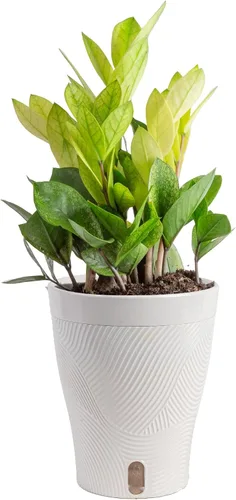 Vista 12 de Costa Farms – Planta de Pothos Albo Variegado viva en maceta auto-regante, purificadora de aire para interior, perfecta para decoración del hogar