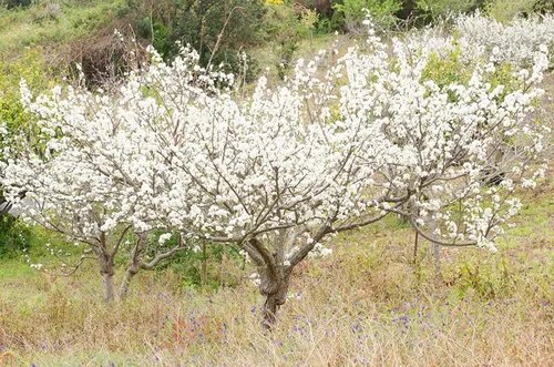 Vista 2 de Semillas de ciruelo para plantar, 10 semillas de Prunus Americana, fabricadas en Estados Unidos, se envía desde Iowa, árbol o bonsái popular