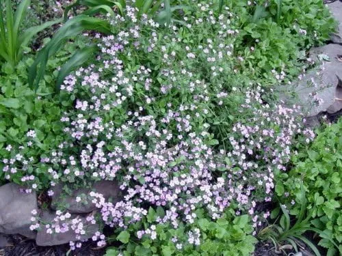 Vista 5 de 500 Semillas de flores de Saponaria Ocymoides Pink Rock