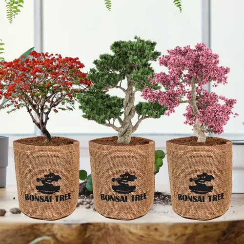 Vista 3 de Meekear Kit de árbol bonsái con kit completo de iniciación de crecimiento, gran regalo de bricolaje para cultivar en maceta para adultos