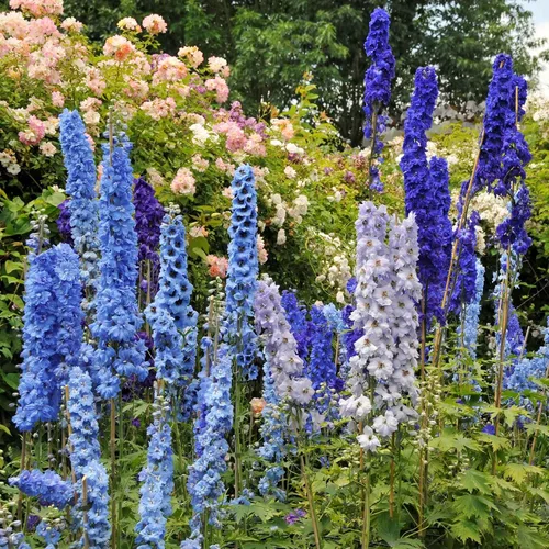 Vista 9 de Eden Brothers Semillas Delphinium - Campana Azul
