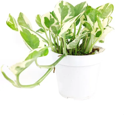 Vista 10 de Alocasia Bambino (maceta cultivadora de 4 pulgadas) - Planta de interior con poca luz y saludable - Planta de interior de interior fácil de cuidar