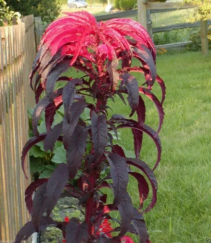 Vista 3 de 200 semillas Amaranthus "Early Splendor" Hermoso color carmesí, hermoso color chocolate