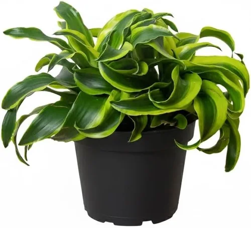 Vista 12 de Alocasia Bambino (maceta cultivadora de 4 pulgadas) - Planta de interior con poca luz y saludable - Planta de interior de interior fácil de cuidar