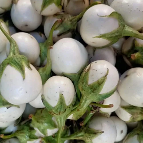 Vista 3 de 20 semillas de berenjena africana redondas blancas semillas vegetales comestibles para plantar