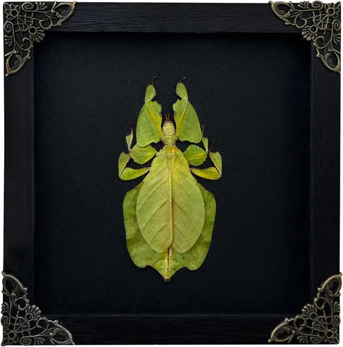 Vista 26 de 2 Real Dragonfly Specimens Shadow Box Framed Insect Display Oddities Curiosities Entomology Collection Natural History Wall Decor Gift for Nature