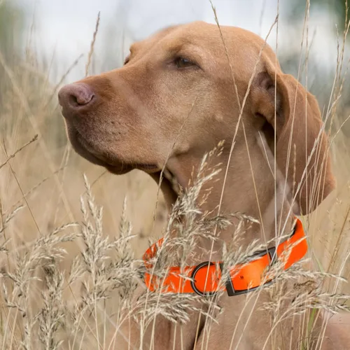 Vista 178 de Dogline Biothane - Collar impermeable para perro con hebilla de liberación rápida, resistente cincha de nailon recubierta con resistente y a prueba